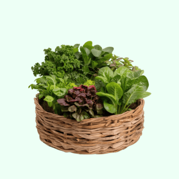 سلة الخضار الورقية الخضراء