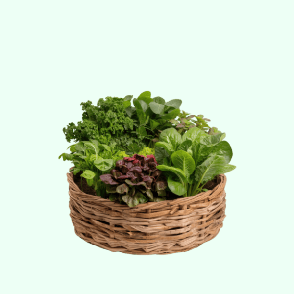 سلة الخضار الورقية الخضراء
