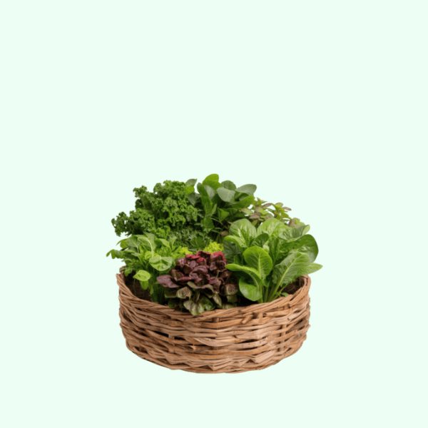 سلة الخضار الورقية الخضراء